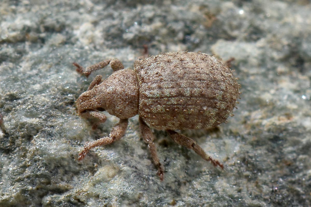 Curculionidae: Romualdius angustisetulus?   S !